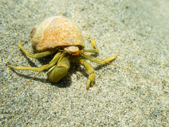 Pagurus middendorffii