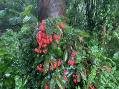 Begonia coccinea