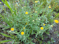 Arnica discoidea