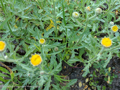 Arnica discoidea
