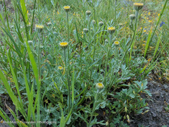 Arnica discoidea