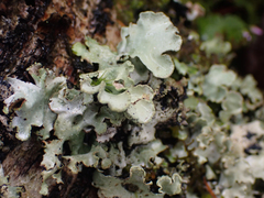 Cetrelia cetrarioides