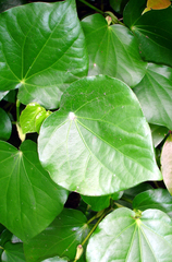 Piper excelsum peltatum