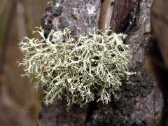Ramalina vogulica