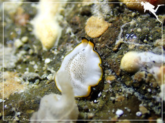 Pseudoceros heronensis