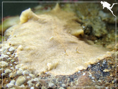 Acotylea