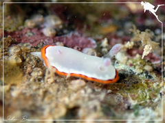 Goniobranchus rubrocornutus