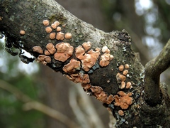 Aleurodiscus amorphus