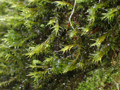 Racomitrium lawtonae