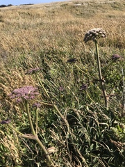 Angelica hendersonii