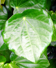 Piper excelsum peltatum