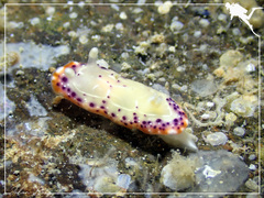 Goniobranchus decorus