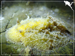 Sclerodoris apiculata