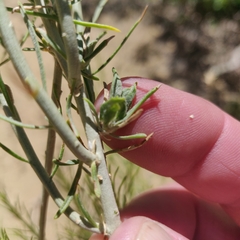 Rhopalomyia ericameriae
