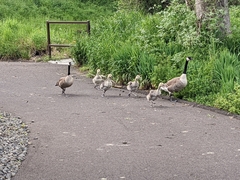 Branta canadensis