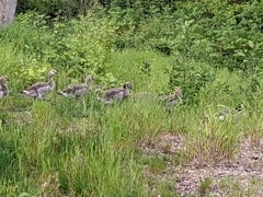 Branta canadensis