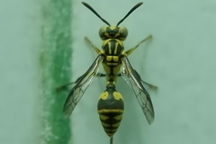 Ropalidia ornaticeps