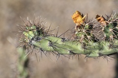 Cylindropuntia acanthocarpa acanthocarpa