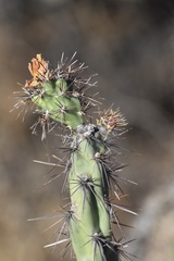 Cylindropuntia acanthocarpa acanthocarpa