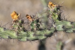Cylindropuntia acanthocarpa acanthocarpa