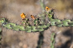 Cylindropuntia acanthocarpa acanthocarpa