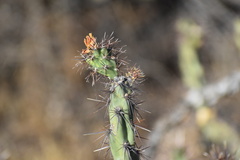 Cylindropuntia acanthocarpa acanthocarpa