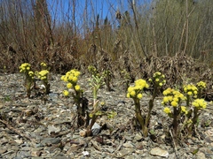 Petasites radiatus