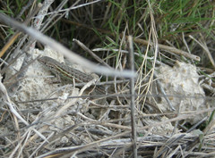 Psammodromus hispanicus