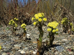 Petasites radiatus