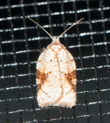 Acleris cervinana