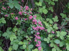 Crataegus