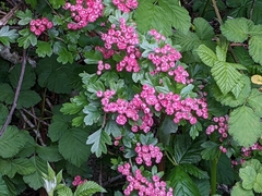 Crataegus