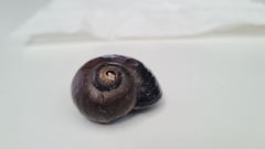 Powelliphanta spedeni