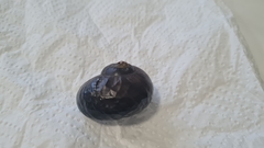 Powelliphanta spedeni