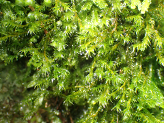 Racomitrium lawtonae