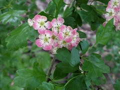 Crataegus
