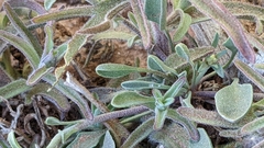 Castilleja scabrida