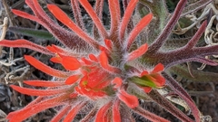 Castilleja scabrida