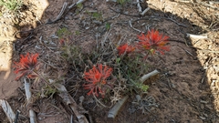 Castilleja scabrida