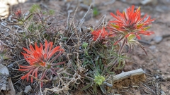 Castilleja scabrida