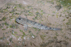 Periophthalmus chrysospilos