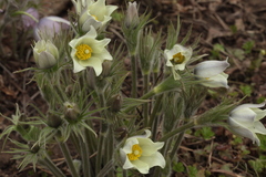 Pulsatilla orientali-sibirica