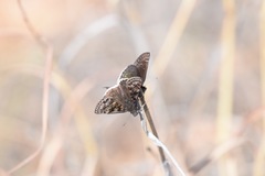 Erynnis pacuvius pacuvius