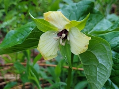 Trillium erectum erectum