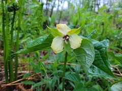 Trillium erectum erectum