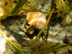 Pagurus middendorffii