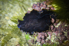 Pseudobiceros hancockanus