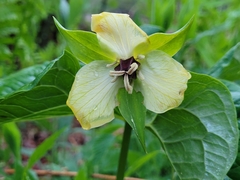Trillium erectum erectum