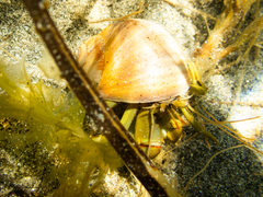 Pagurus middendorffii