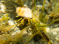 Pagurus middendorffii